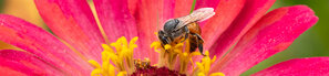 Biene auf roter Blume | © Andermatt BioVet AG
