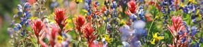 Blumenwiese | © Andermatt BioVet AG