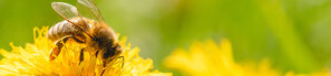 Biene auf gelber Blüte | © Andermatt BioVet AG