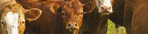 Kühe mit Fliegen am Kopf | © Andermatt BioVet AG