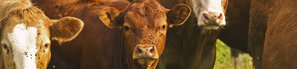 Kühe mit Fliegen am Kopf | © Andermatt BioVet AG