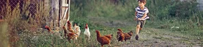 Junge läuft hinter Hühner her | © Andermatt BioVet AG