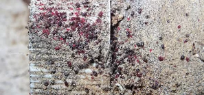 Starker Befall von roten Vogelmilben | © Andermatt BioVet AG