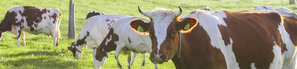 Grasende Kühe auf grüner Wiese | © Andermatt BioVet AG