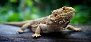 Reptil Bartagan Echse | © Andermatt BioVet AG