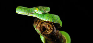 Grüne Schlange auf Baum | © Andermatt BioVet AG