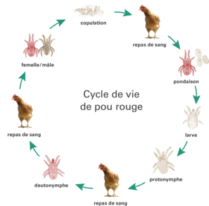 Lebenszyklus rote Vogelmilbe französisch | © Andermatt BioVet AG