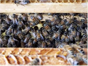 Bienen auf Wabe | © Andermatt BioVet AG
