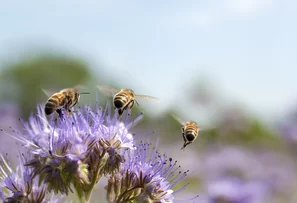Bienen vor violetter Blüte fliegend | © Andermatt BioVet AG