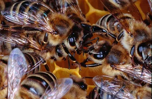 Bienen | © Andermatt BioVet AG