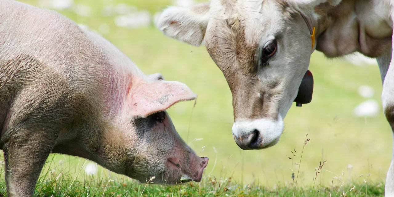 Schwein und Kuh auf Wiese | © Andermatt BioVet AG