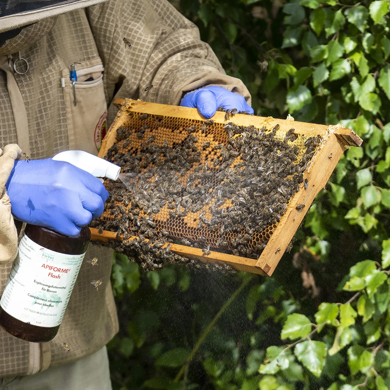 Apiforme Flash wird auf Wabe gesprüht | © Andermatt BioVet AG
