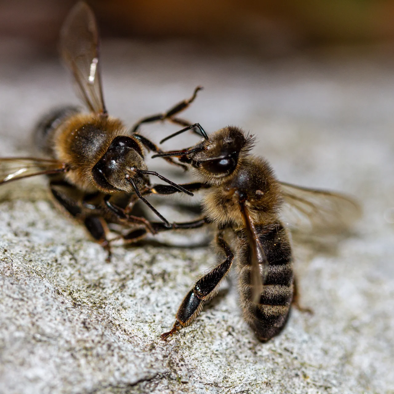 BeeKorridor zur Verhinderung von Räuberei | © Andermatt BioVet AG