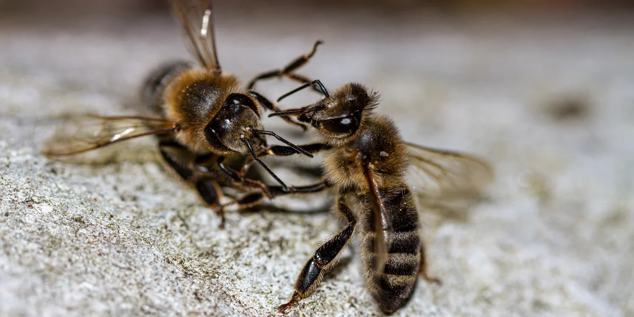 BeeKorridor zur Verhinderung von Räuberei | © Andermatt BioVet AG