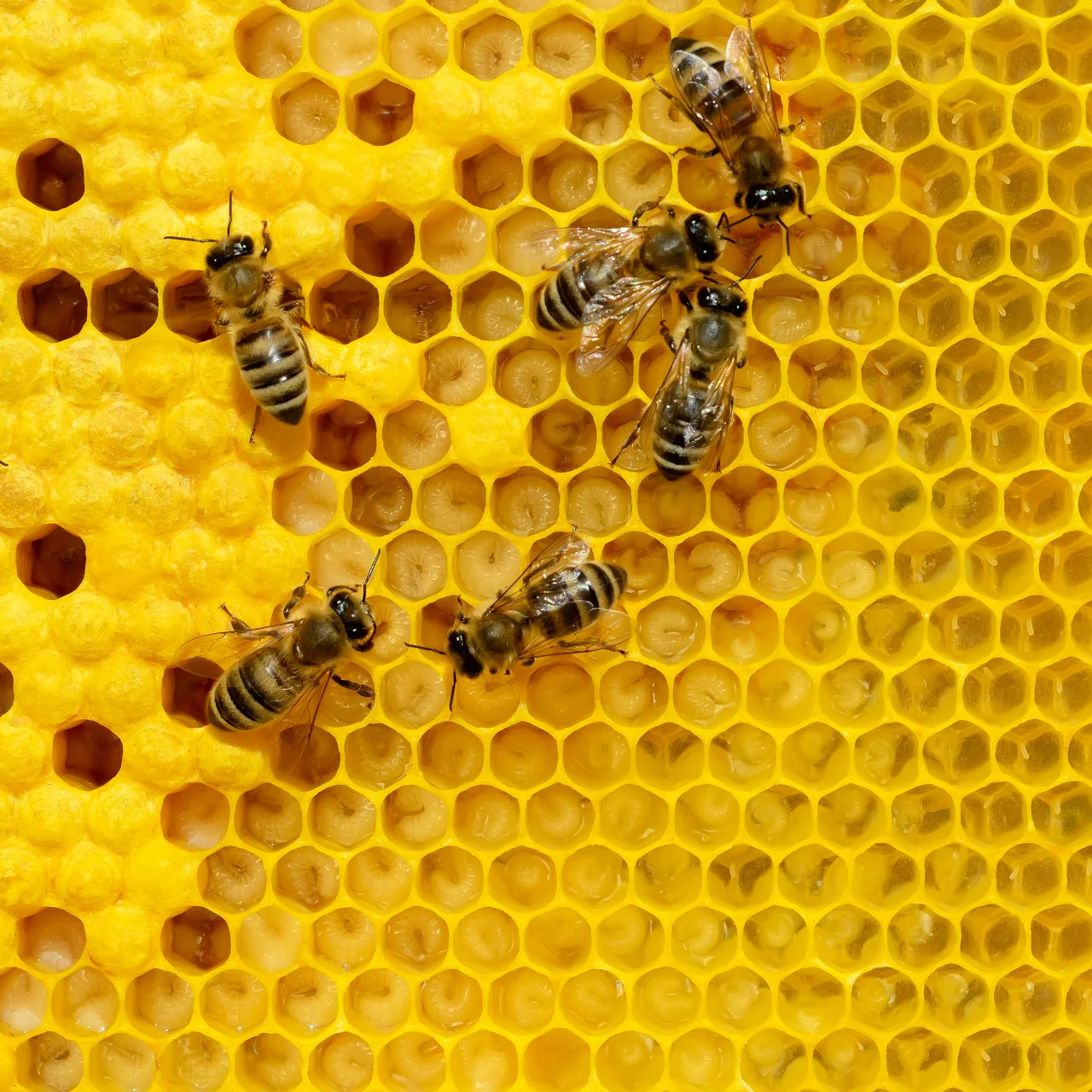 SP 50 das Bienenpflegemittel für ein starkes Brutnest  | © Andermatt BioVet AG