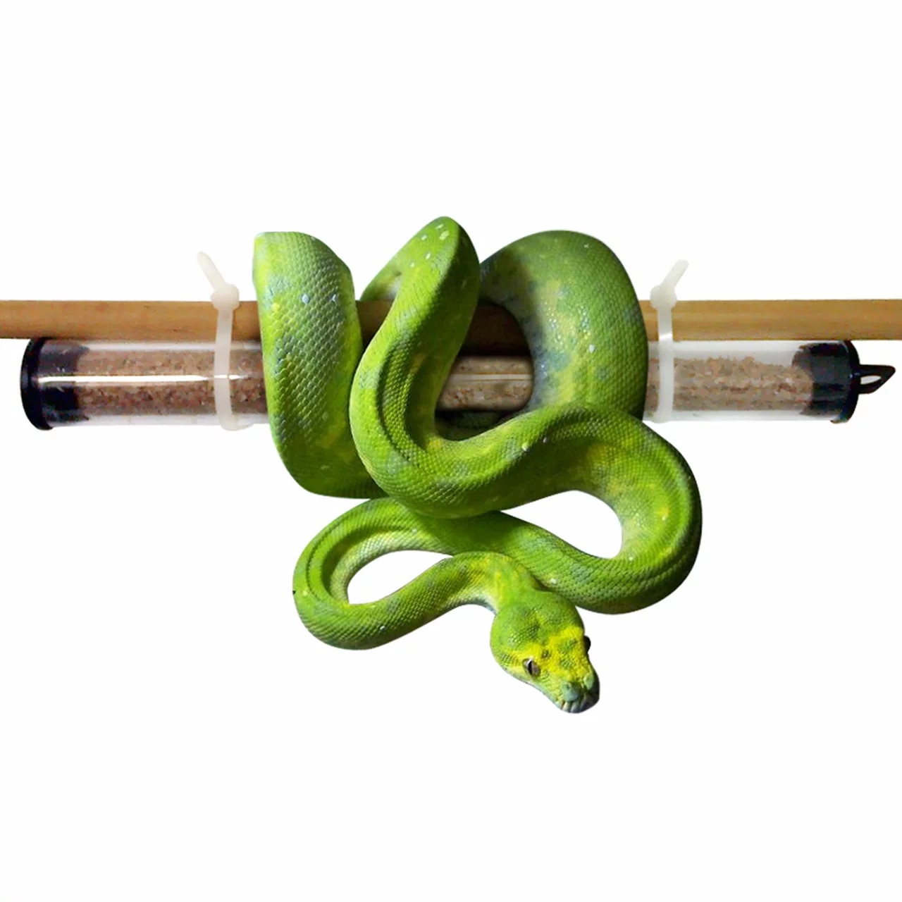 Ausbringhilfe Terrarien mit Baumschlange | © Andermatt BioVet AG